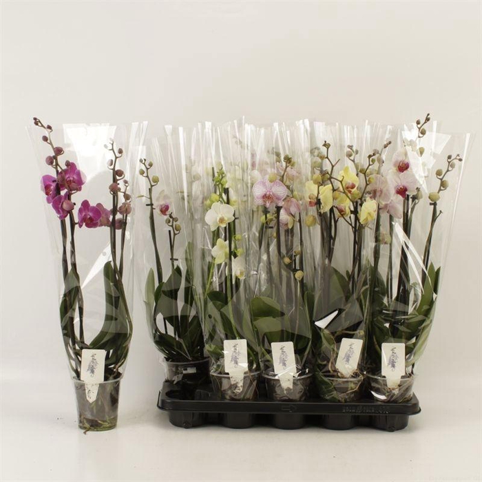 <h4>PHAL GEM 5 KL</h4>