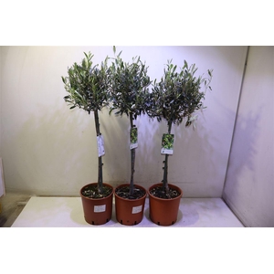 Olea Europaea