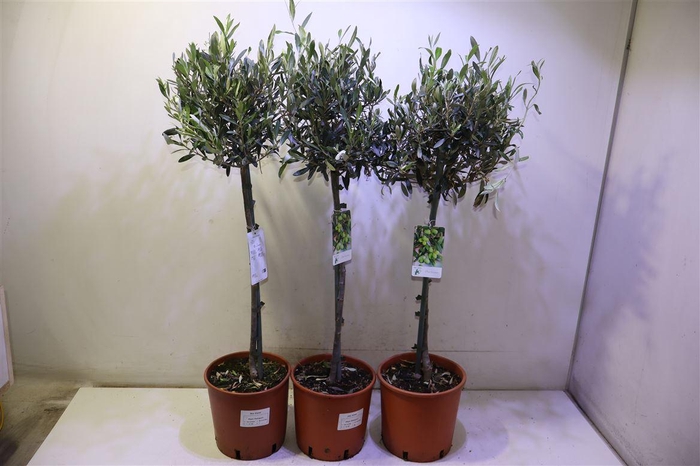 <h4>Olea Europaea</h4>