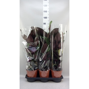 Calathea majestica 'Whitestar'