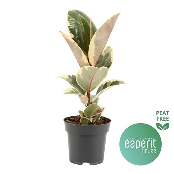 <h4>Ficus elastica 'Tineke'</h4>