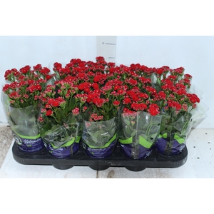 KALANCHOE DOBRADO P11 VERMELHO