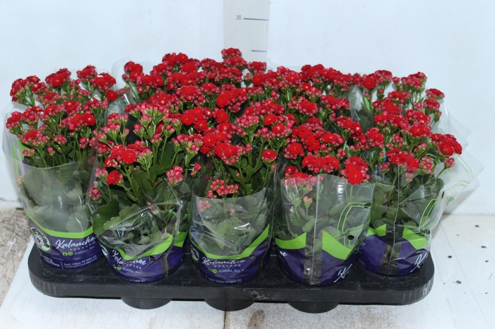 <h4>KALANCHOE DOBRADO P11 VERMELHO</h4>