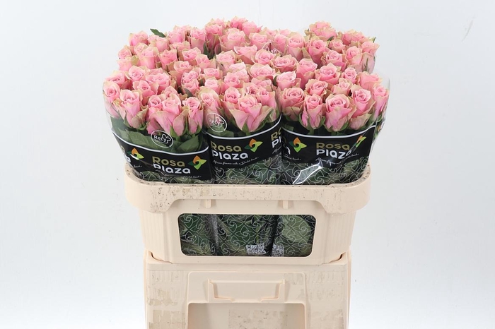 <h4>R Gr Athena Royale</h4>