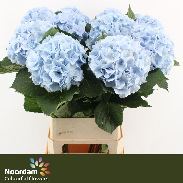 <h4>HYDR M CH VERENA BL</h4>