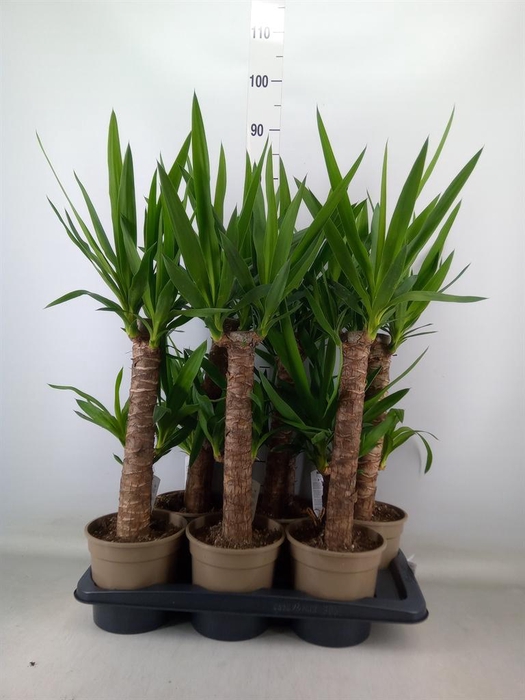 <h4>Yucca   ...</h4>