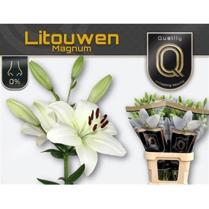 Li La Litouwen 5+