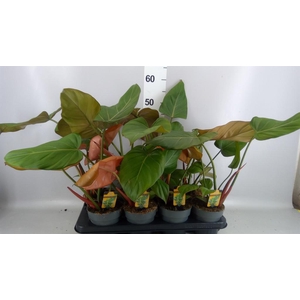 Philodendron   ...
