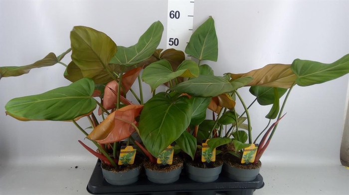 <h4>Philodendron   ...</h4>
