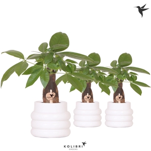 Kolibri Greens Pachira in Bubble pot white