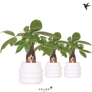 Kolibri Greens Pachira in Bubble pot white