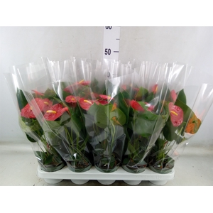 Anthurium andr. 'Royal Champion'