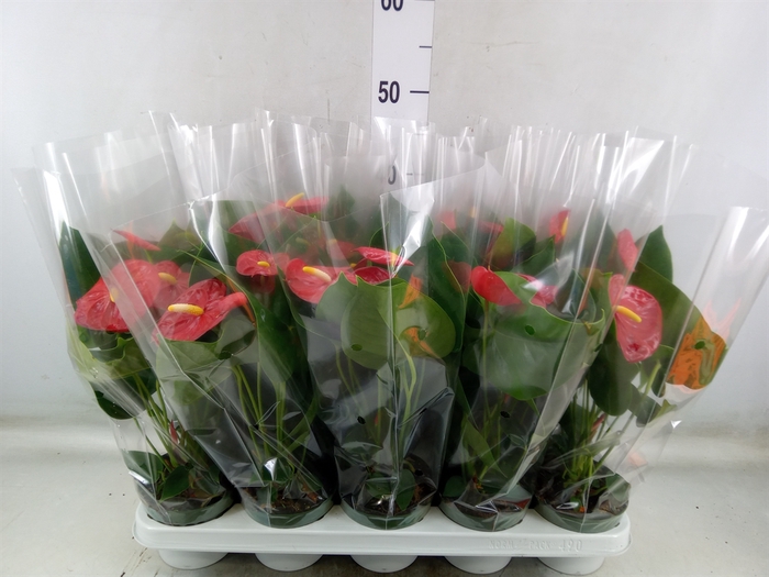 <h4>Anthurium andr. 'Royal Champion'</h4>