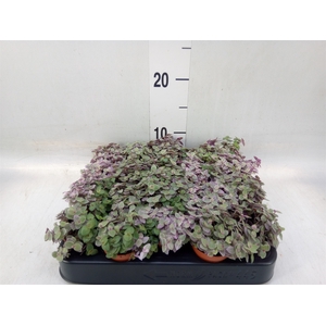 Callisia repens 'Rosato'