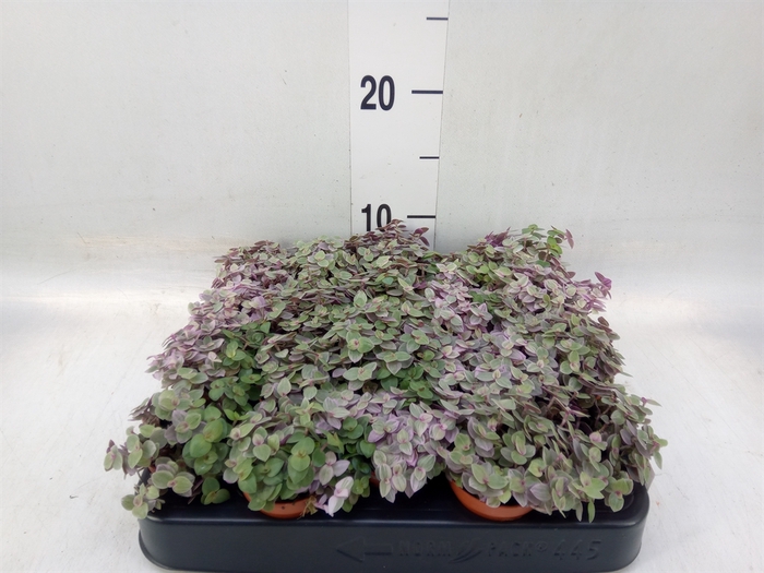 <h4>Callisia repens 'Rosato'</h4>