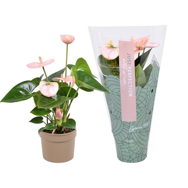 <h4>Anthurium Spirit ''Just perfection®'' (XL-Flowers)</h4>