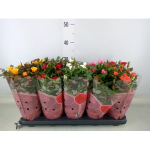 Rosa  'Star Roses'   ...mix 4