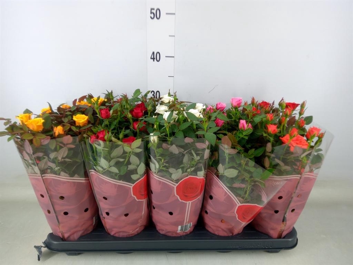 <h4>Rosa  'Star Roses'   ...mix 4</h4>