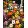 BOUQUET X7 RANUNCULUS CINEREA MIX E