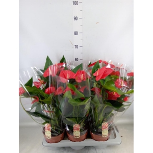 Anthurium andr. 'Felicita'