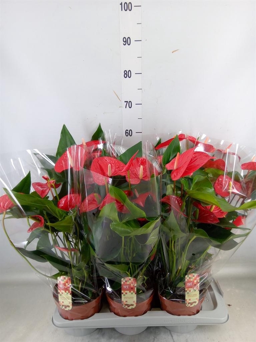 <h4>Anthurium andr. 'Felicita'</h4>