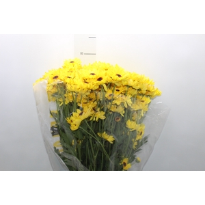 CRISANTEMO SANTINI CRATO 080 CM
