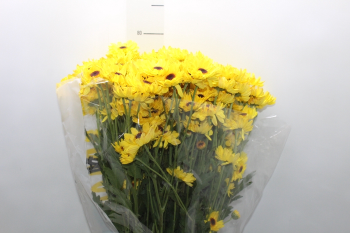 <h4>CRISANTEMO SANTINI CRATO 080 CM</h4>