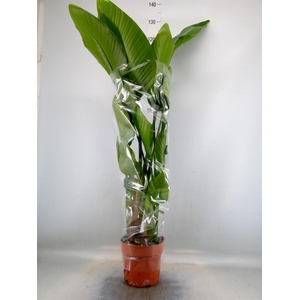 Strelitzia nicolai