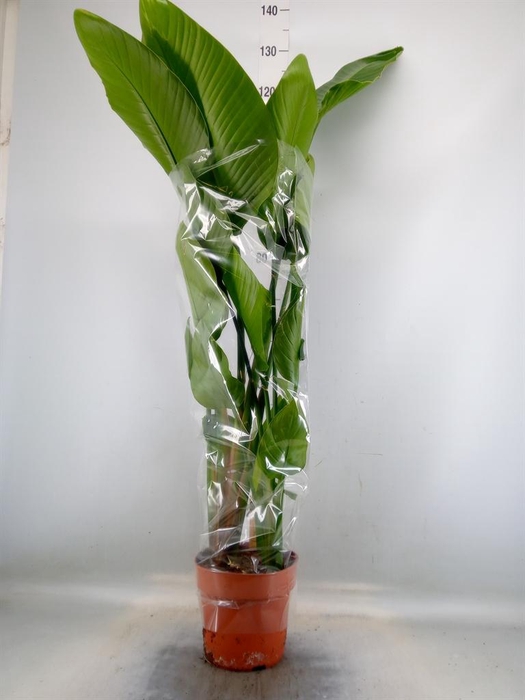 <h4>Strelitzia nicolai</h4>