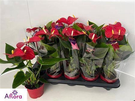 Anthu An Bambino Red