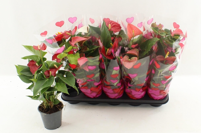 <h4>ANTHU AN GEM 4 KL</h4>