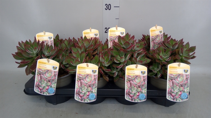 <h4>Echeveria pulvinata 'Devotion'</h4>