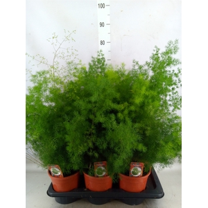 Asparagus umbellatus