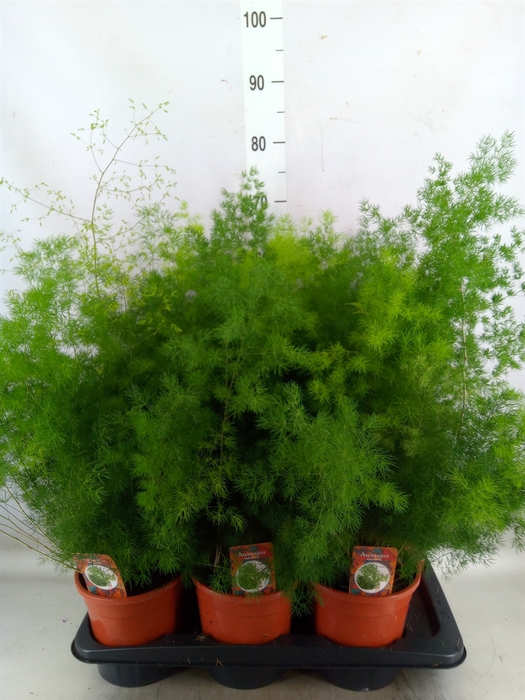 <h4>Asparagus umbellatus</h4>