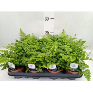 Asplenium  'Parvati'