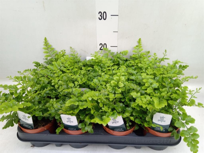 <h4>Asplenium  'Parvati'</h4>