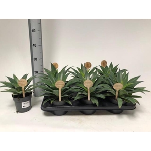 Mangave Mad About Mangave Lavender Lady 12Ø 25cm