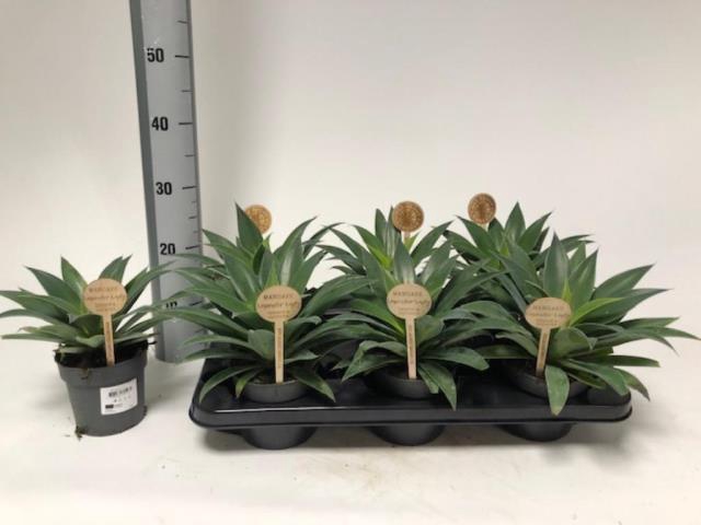 Mangave Mad About Mangave Lavender Lady 12Ø 25cm