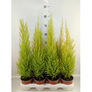 Cupressus macro. 'Goldcrest Wilma'