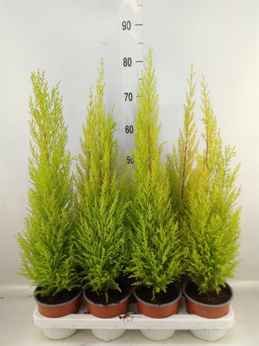 <h4>Cupressus macro. 'Goldcrest Wilma'</h4>
