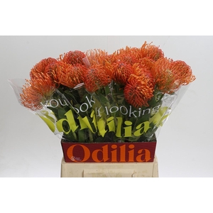 Nutans Ayoba Mandarin Zest