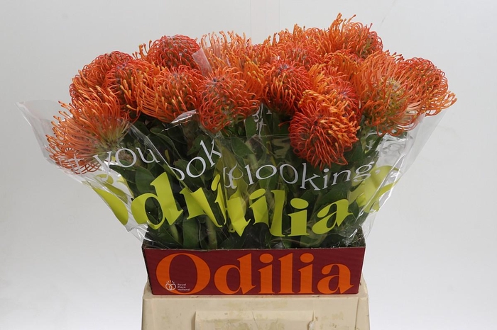 <h4>Nutans Ayoba Mandarin Zest</h4>