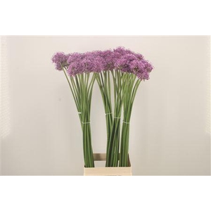 Allium Gladiator