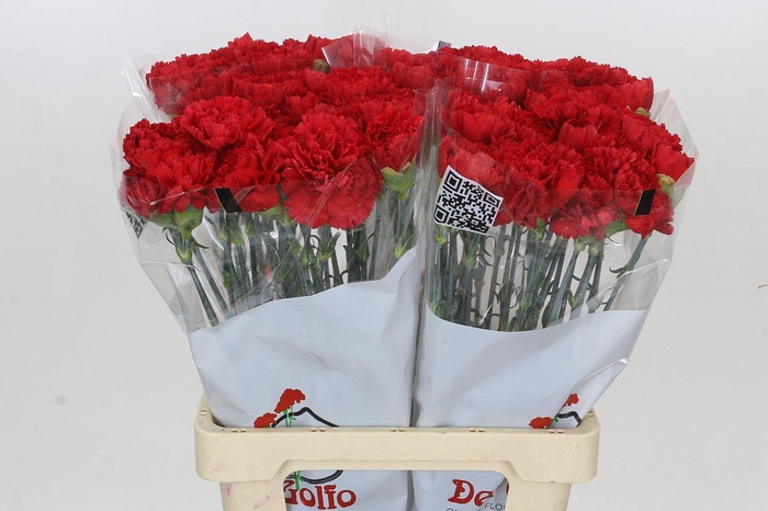 <h4>Dianthus St Gennaro</h4>