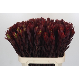Leucadendron Saf Sunset Dark R.