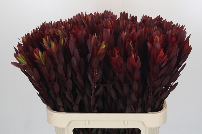 <h4>Leucadendron Saf Sunset Dark R.</h4>