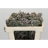 Kaaps Groen Silver Brunia