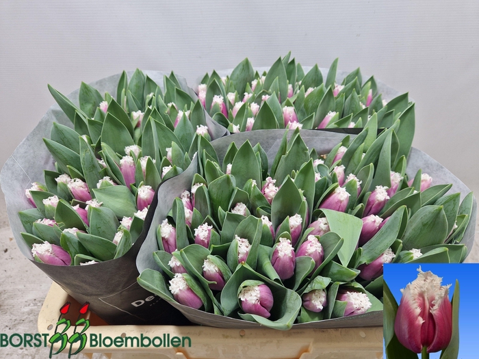 <h4>TU FR SAN RAFFAEL</h4>