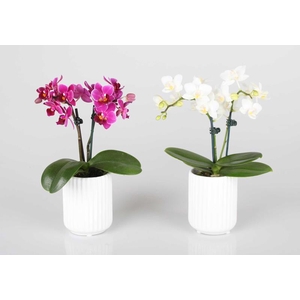 PHALAENOPSIS-HYBRID
