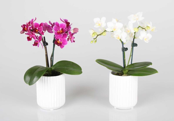 <h4>PHALAENOPSIS-HYBRID</h4>